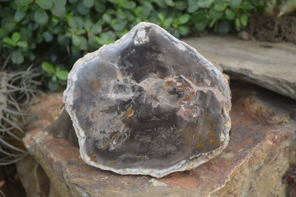 Polished Petrified Wood Slices x 3 From Gokwe, Zimbabwe