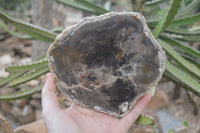 Polished Petrified Wood Slices x 3 From Gokwe, Zimbabwe