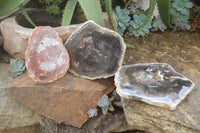 Polished Petrified Wood Slices x 3 From Gokwe, Zimbabwe