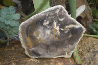 Polished Petrified Wood Slices x 3 From Gokwe, Zimbabwe