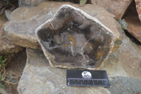 Polished Petrified Wood Slices x 3 From Gokwe, Zimbabwe