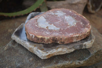 Polished Petrified Wood Slices x 3 From Gokwe, Zimbabwe