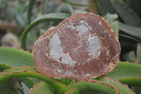 Polished Petrified Wood Slices x 3 From Gokwe, Zimbabwe