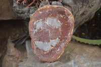 Polished Petrified Wood Slices x 3 From Gokwe, Zimbabwe