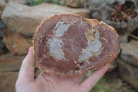 Polished Petrified Wood Slices x 3 From Gokwe, Zimbabwe