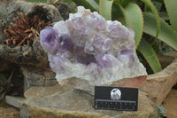 Natural Jacaranda Amethyst Cluster x 1 From Zambia