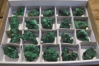 Natural Chatoyant Silky Malachite Specimens  x 20 From Congo