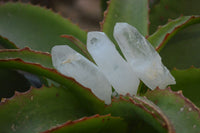 Natural Clear Quartz Crystals  x 35 From Madagascar