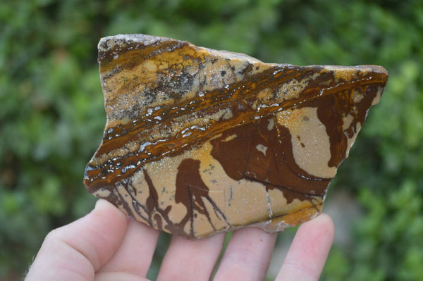 Polished One side Polished Nguni Jasper Slices  x 2 From South Africa