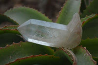 Natural Clear Smokey Quartz Crystals x 12 From Zimbabwe