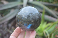 Polished Labradorite Spheres  x 2 From Madagascar