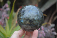 Polished Labradorite Spheres  x 2 From Madagascar