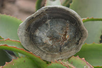 Polished Petrified Wood Slices  x 6 From Gokwe, Zimbabwe