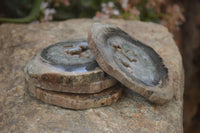 Polished Petrified Wood Slices  x 6 From Gokwe, Zimbabwe