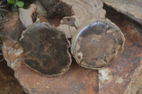 Polished Petrified Wood Slices  x 6 From Gokwe, Zimbabwe