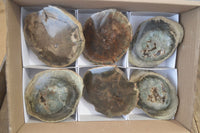 Polished Petrified Wood Slices  x 6 From Gokwe, Zimbabwe