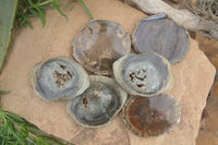 Polished Petrified Wood Slices  x 6 From Gokwe, Zimbabwe