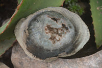 Polished Petrified Wood Slices  x 6 From Gokwe, Zimbabwe