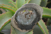 Polished Petrified Wood Slices  x 6 From Gokwe, Zimbabwe