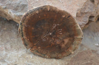 Polished Petrified Wood Slices  x 6 From Gokwe, Zimbabwe