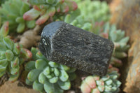 Natural Schorl Black Tourmaline Specimens  x 12 From Zimbabwe