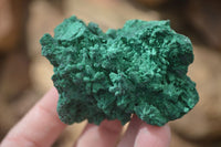 Natural Chatoyant Silky Malachite Specimens  x 12 From Congo