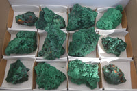 Natural Chatoyant Silky Malachite Specimens  x 12 From Congo