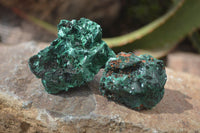 Natural Chatoyant Silky Malachite Specimens  x 12 From Congo