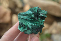 Natural Chatoyant Silky Malachite Specimens  x 12 From Congo