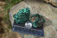 Natural Chatoyant Silky Malachite Specimens  x 12 From Congo