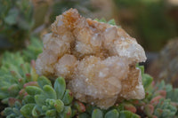 Natural Mixed Spirit Quartz Specimens  x 12 From South Africa