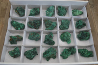 Natural Chatoyant Silky Malachite Specimens  x 20 From Congo