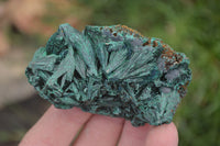 Natural Chatoyant Silky Malachite Specimens  x 12 From Congo