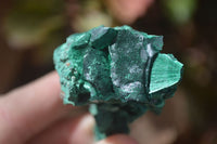 Natural Chatoyant Silky Malachite Specimens  x 12 From Congo