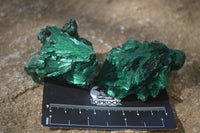 Natural Chatoyant Silky Malachite Specimens  x 12 From Congo