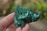 Natural Chatoyant Silky Malachite Specimens  x 12 From Congo