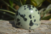 Polished Leopard Stone Standing Free Forms  x 6 From Zimbabwe