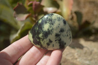 Polished Leopard Stone Standing Free Forms  x 6 From Zimbabwe