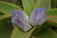 Polished Jacaranda Amethyst Crystals x 12 From Zambia