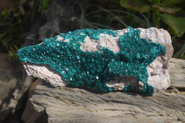 Natural XXL Emerald Dioptase Dolomite Specimen  x 1 From Congo