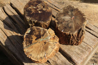 Polished Petrified Wood Branch Pieces  x 4 From Gokwe, Zimbabwe