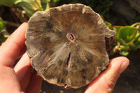 Polished Petrified Wood Branch Pieces  x 4 From Gokwe, Zimbabwe