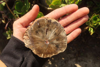 Polished Petrified Wood Branch Pieces  x 4 From Gokwe, Zimbabwe