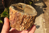 Polished Petrified Wood Branch Pieces  x 4 From Gokwe, Zimbabwe