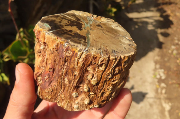 Polished Petrified Wood Branch Pieces  x 4 From Gokwe, Zimbabwe