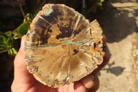 Polished Petrified Wood Branch Pieces  x 4 From Gokwe, Zimbabwe