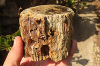 Polished Petrified Wood Branch Pieces  x 4 From Gokwe, Zimbabwe