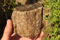 Polished Petrified Wood Branch Pieces  x 4 From Gokwe, Zimbabwe