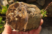 Polished Petrified Wood Branch Pieces  x 4 From Gokwe, Zimbabwe