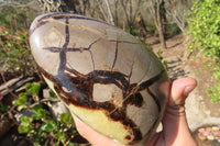 Polished Septerye Standing Free Forms x 2 From Mahajanga, Madagascar